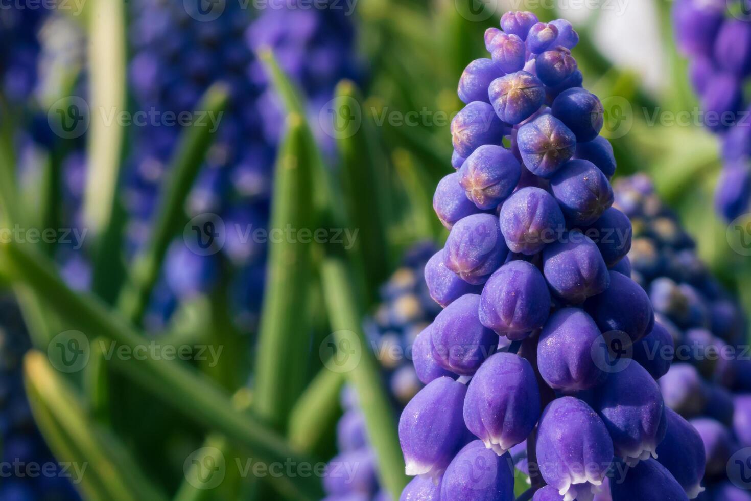 Grape hyacinth or muscari armeniacum in focus. Spring blossom background photo