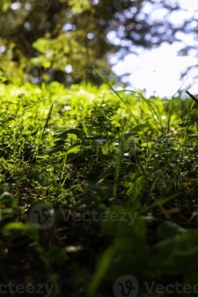 Carbon net-zero or carbon neutrality concept photo. Grasses and sunlight photo