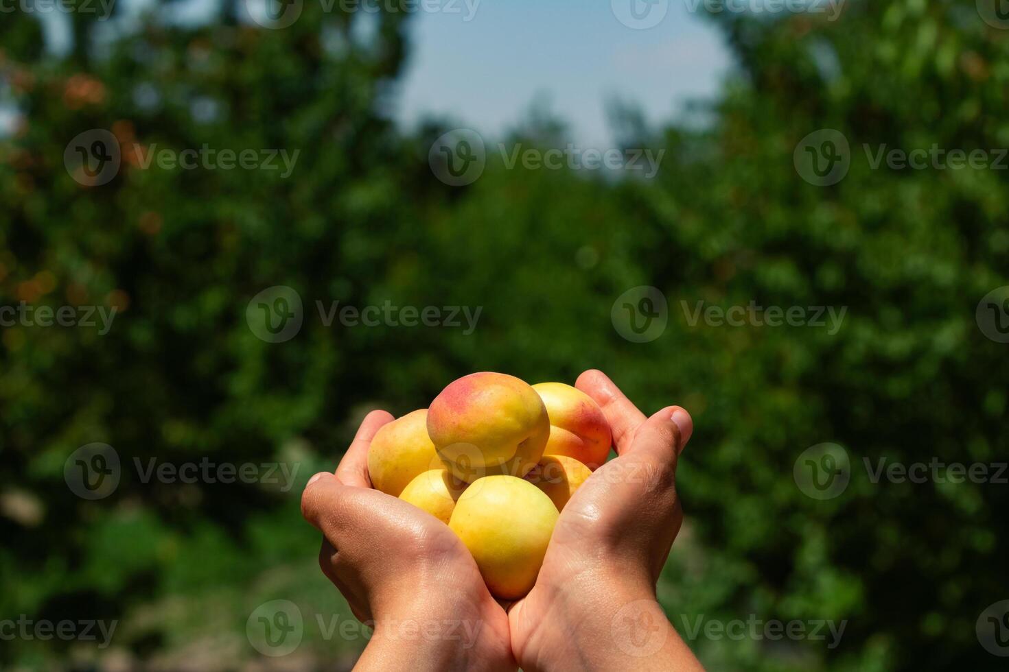 un puñado albaricoques en huerta o granja. orgánico Fruta antecedentes foto