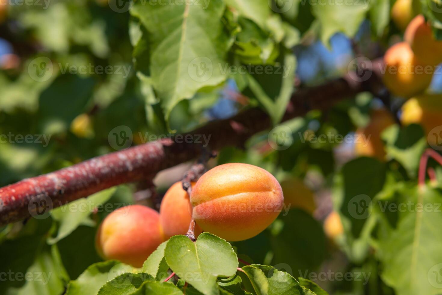 Organic fruits on the tree. Apricot production in Malatya Turkey photo