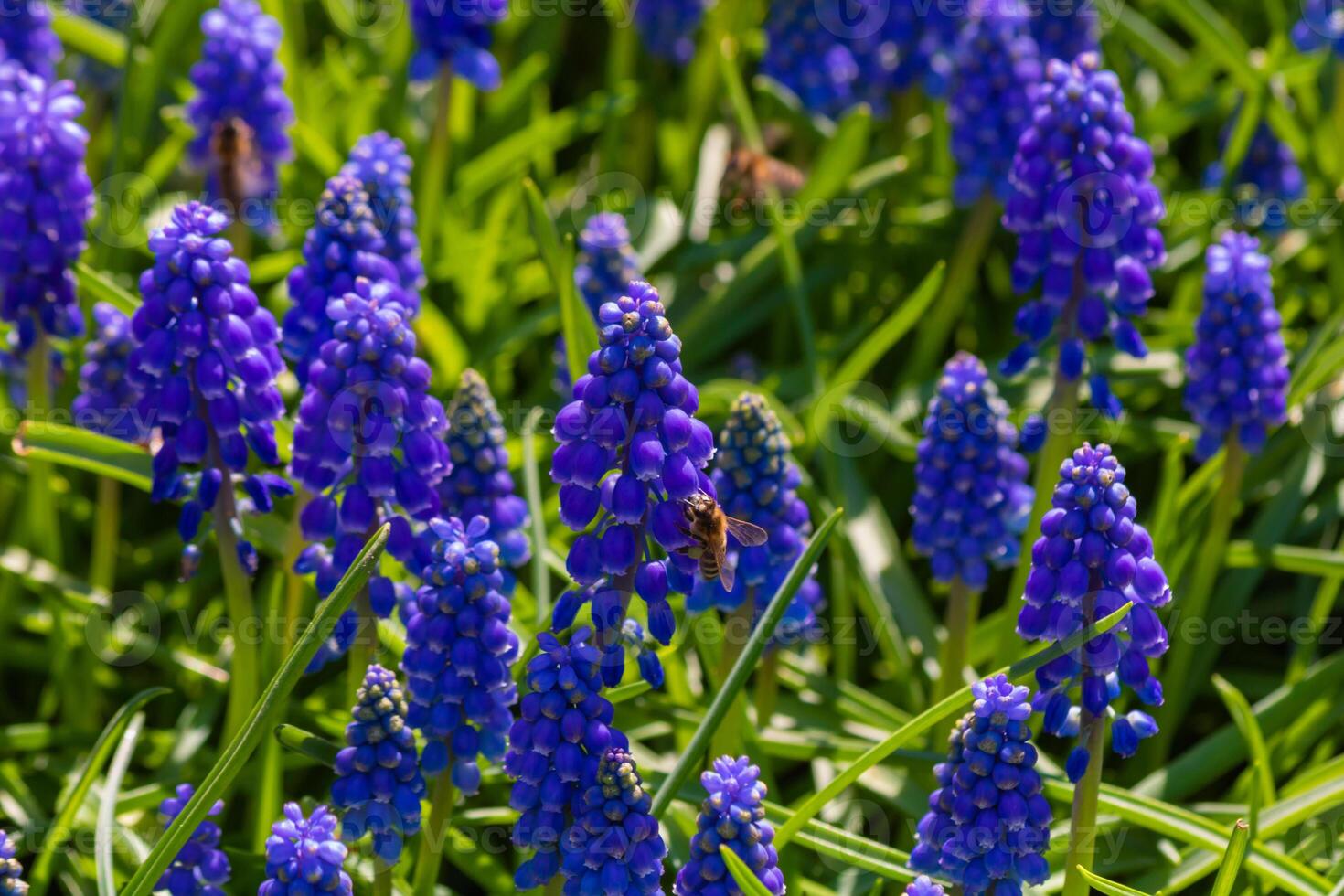 Bees and grape hyacinths. Springtime background photo. photo