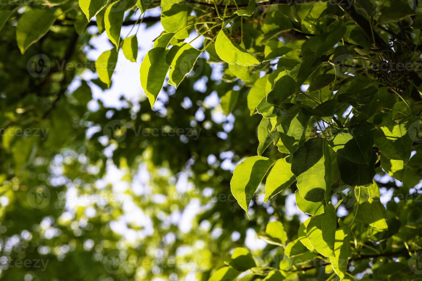 Green leaves and sunlight in summer. Carbon net zero background photo