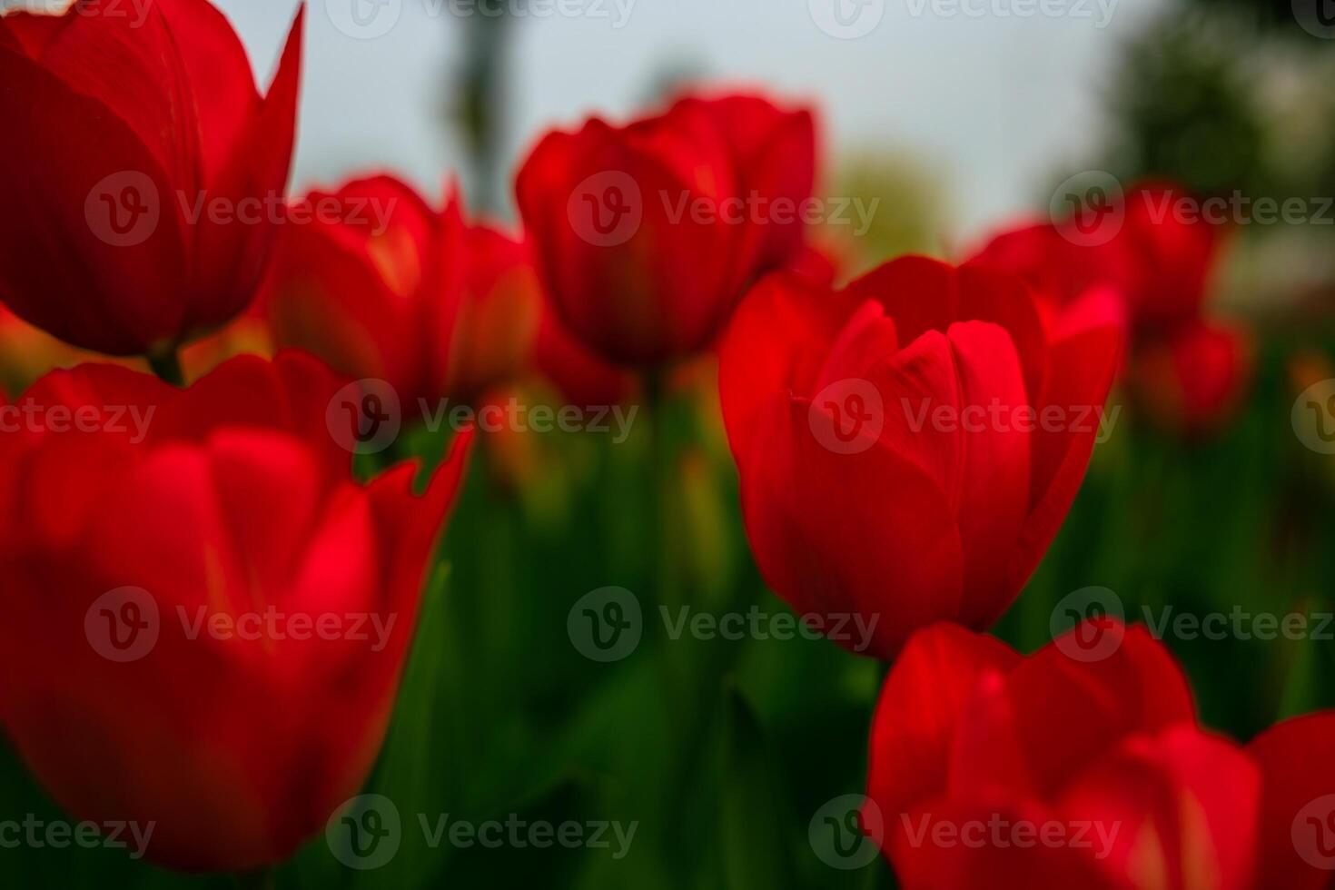 Red tulips. Printable or canvas print tulip photo. photo