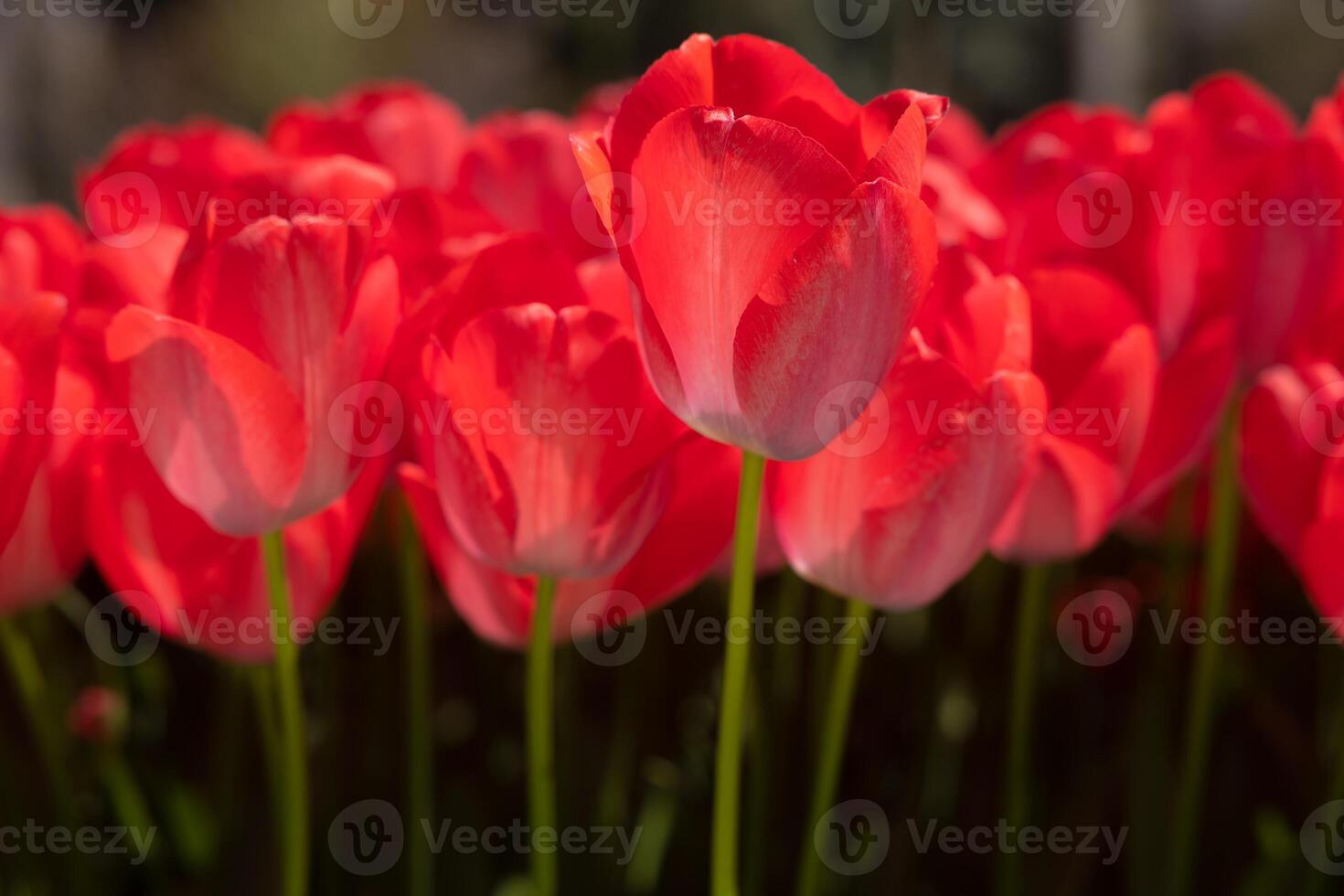 Red tulips. Spring flowers background photo. Tulip canvas print photo