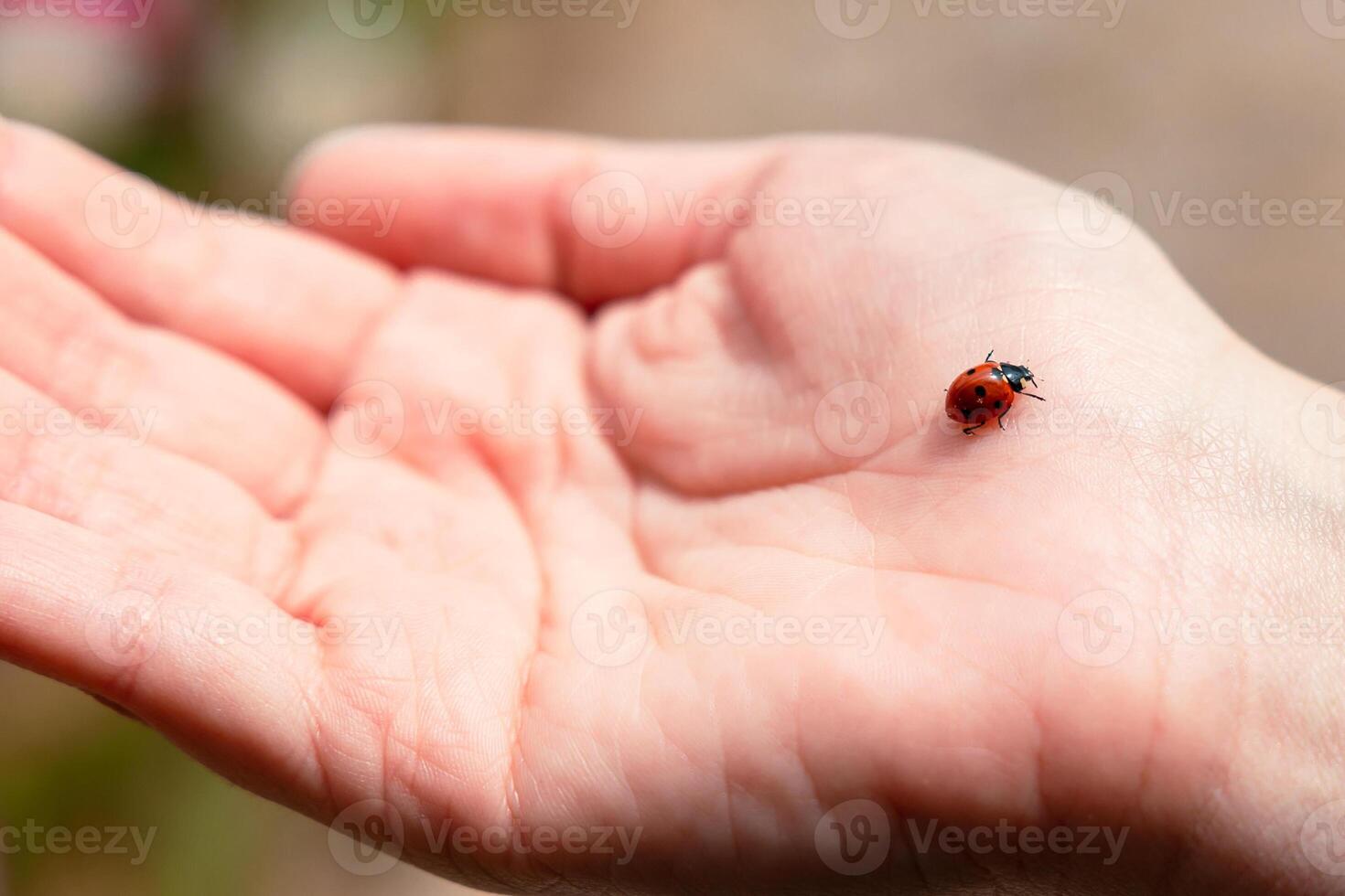 A ladybug on the woman's hand in focus. Wishing luck or falling in love concept photo