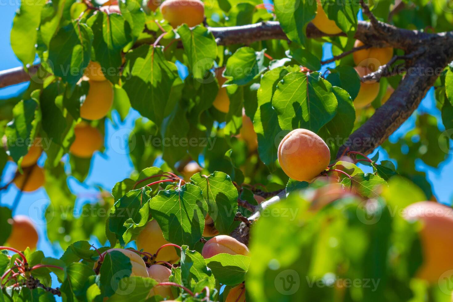 Apricot tree with apricots on the branches. Raw vegan foods concept. photo