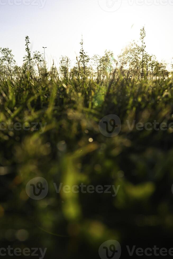 Crops or grasses from ground level. Defocused grasses. Nature background photo