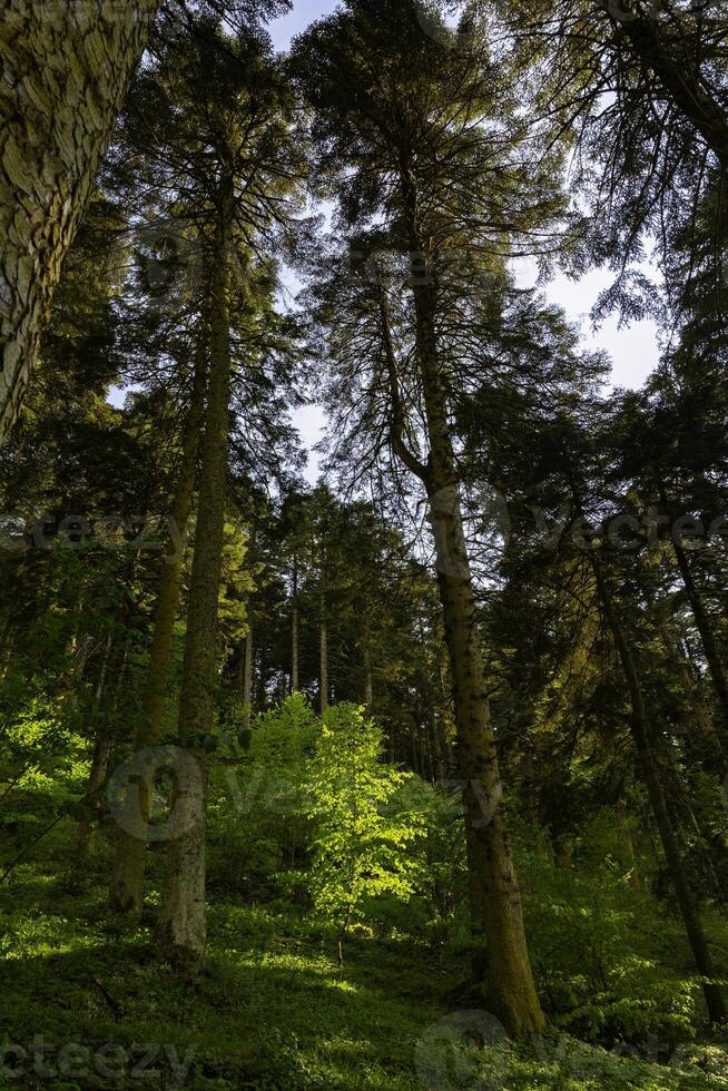 Forest background. Tall trees in lush forest. Carbon neutrality concept photo