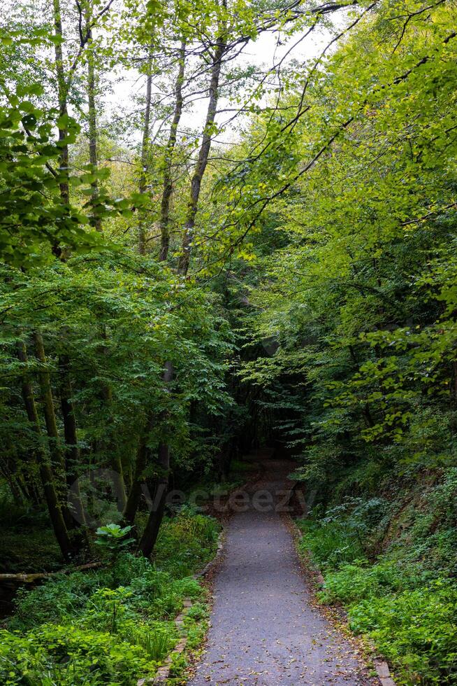 A path with a dark end in the forest vertical photo