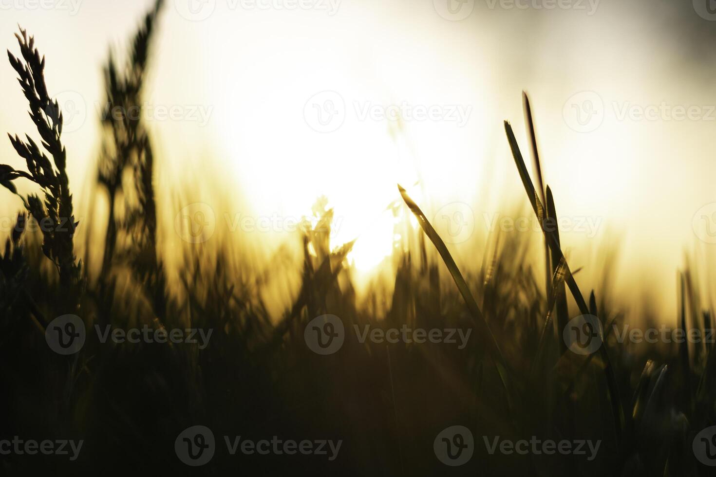 Silhouette of defocused grasses or crops background photo. photo