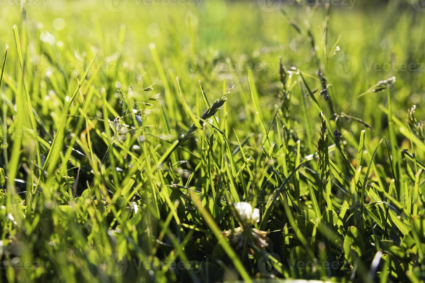 Full frame grasses or crops background photo. Carbon net zero concept photo