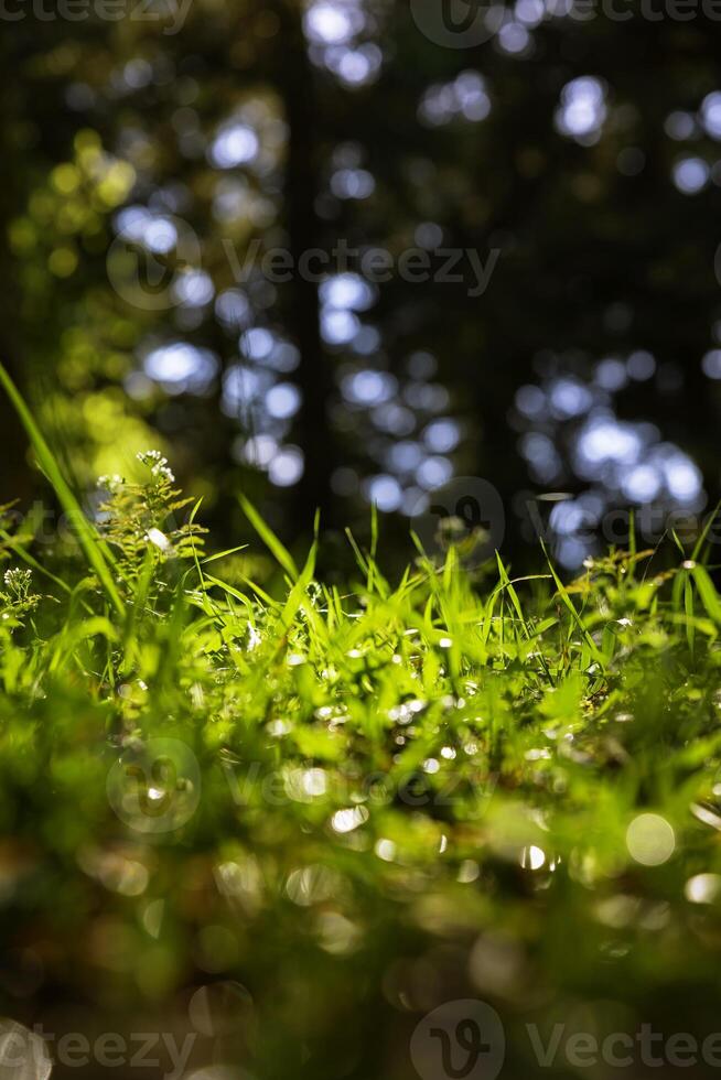 Defocused grasses from ground level. Nature or environment or carbon net zero photo