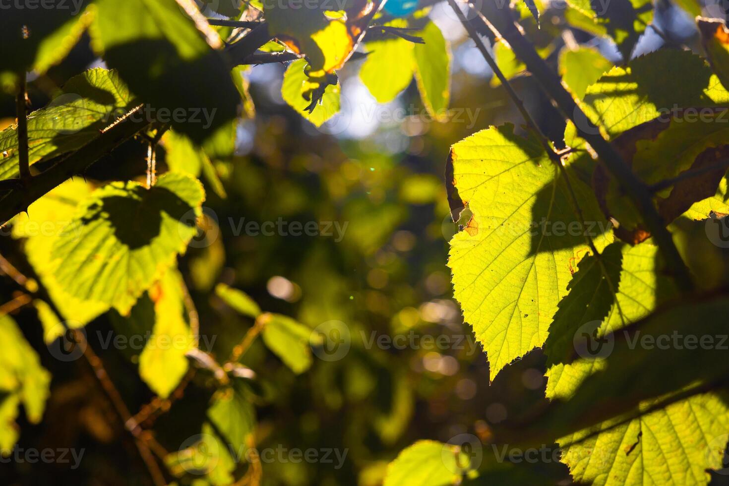 hojas con retroiluminado hojas en el rama iluminado por luz de sol foto