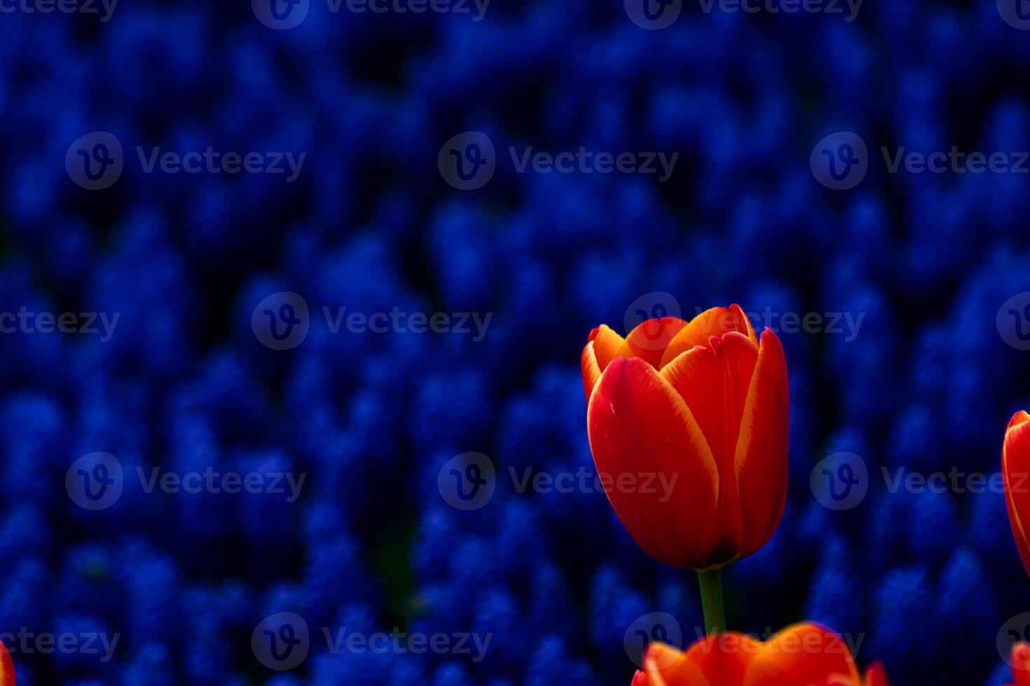 An orange tulip in focus and the hyacinths in a park. photo