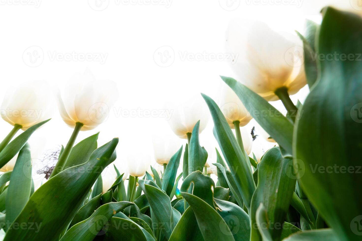 White tulips printable photo. Spring flowers background photo