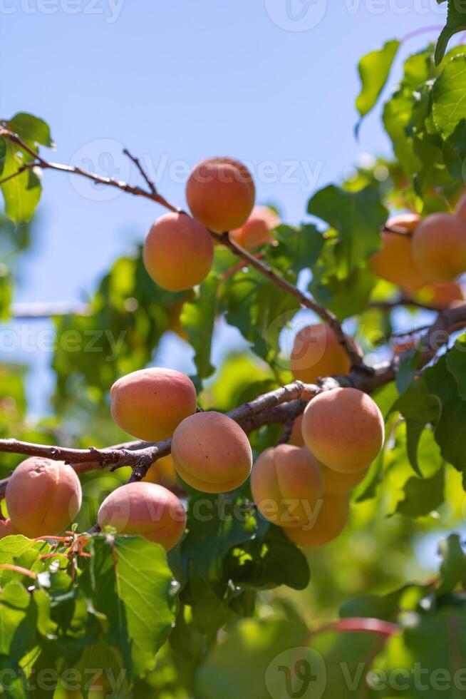 Apricots on the tree branch. Raw vegan food concept photo