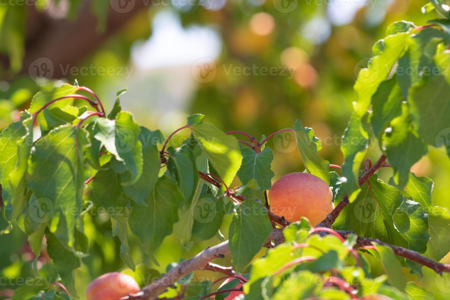 Apricot tree. Organic raw fruits on the branch. photo