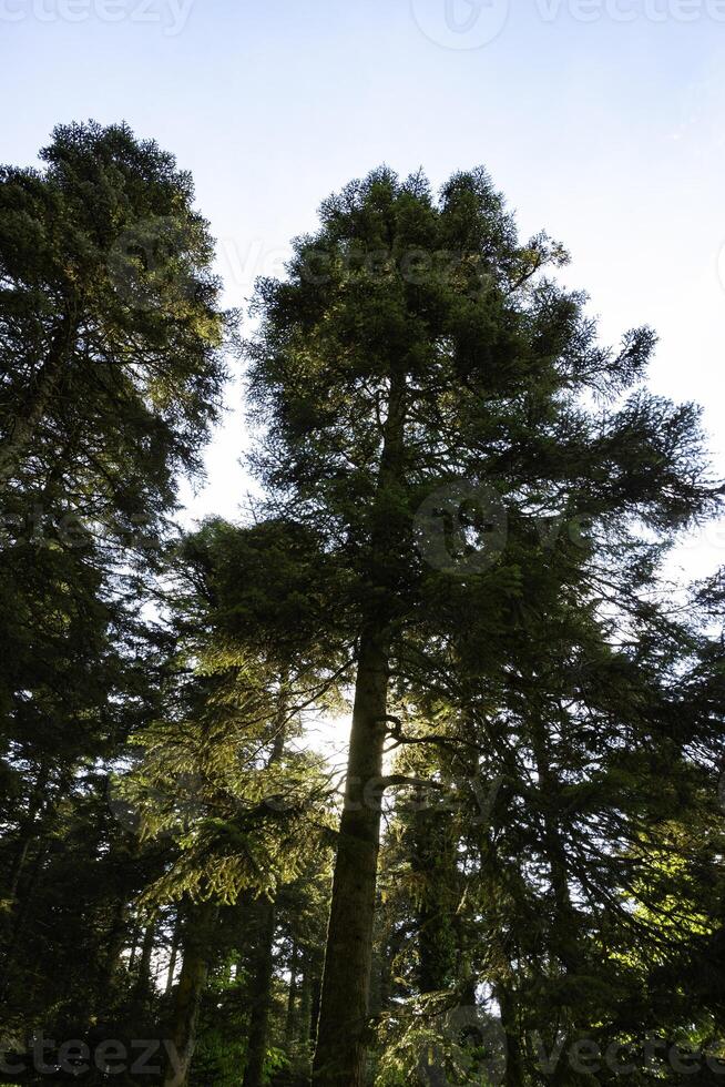 Sun behind a tree in the forest. Carbon net zero or neutrality concept photo