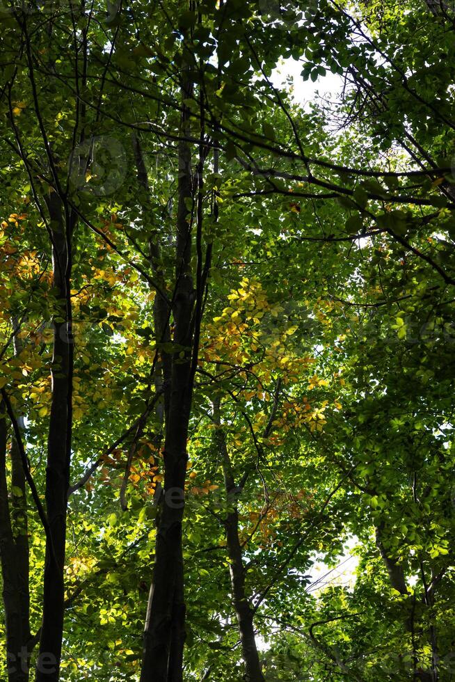 Lush forest view. Carbon neutrality concept vertical photo