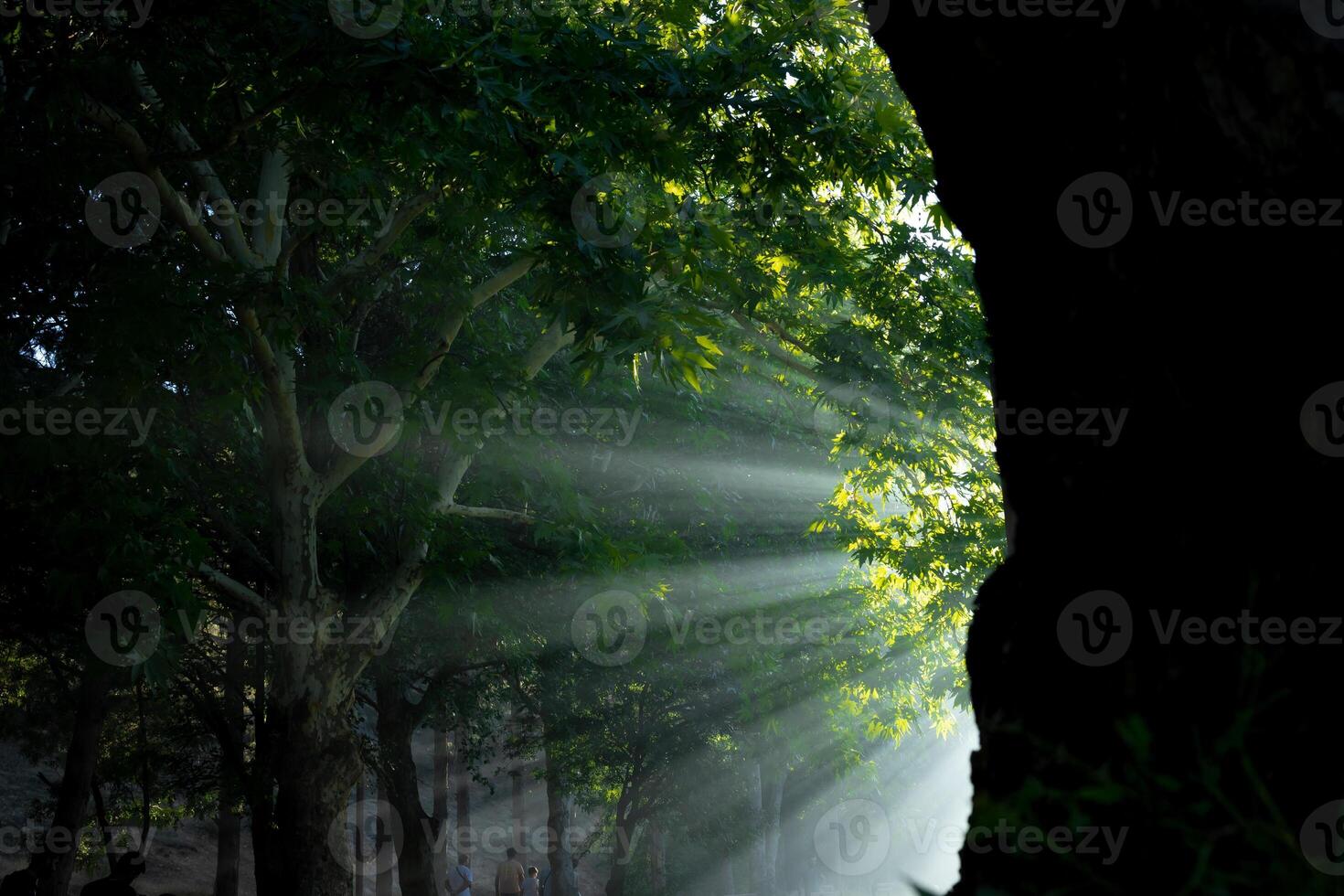 Sunrays through the haze behind the tree in the forest. photo