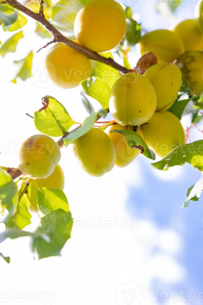 Apricots on the branch in focus. Summer fruits background photo. photo