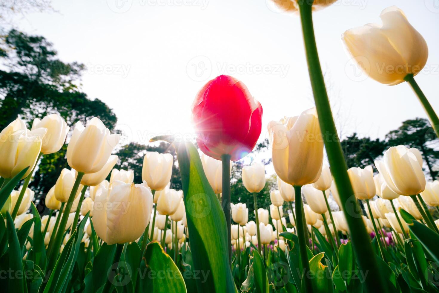 Sunshine behind the red tulip in low angle shot. photo