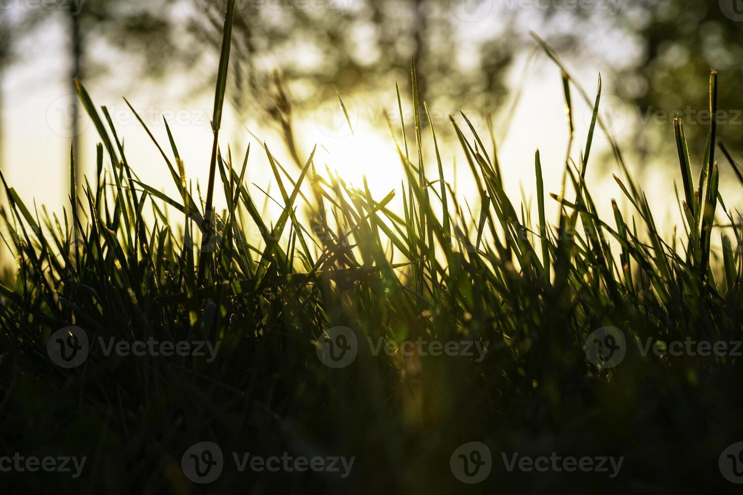 Silhouette of grasses or crops with lens flare from ground level view. photo