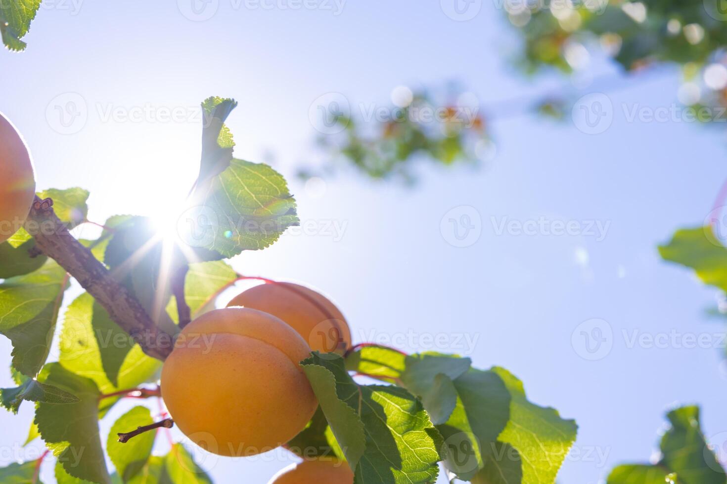 Apricots on the branch with direct sunlight. Raw healthy organic fruits photo