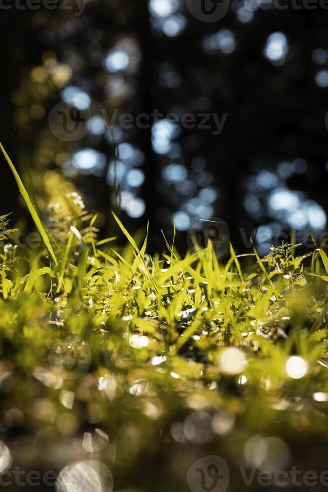 Grasses in focus. Nature or environment vertical background photo. photo