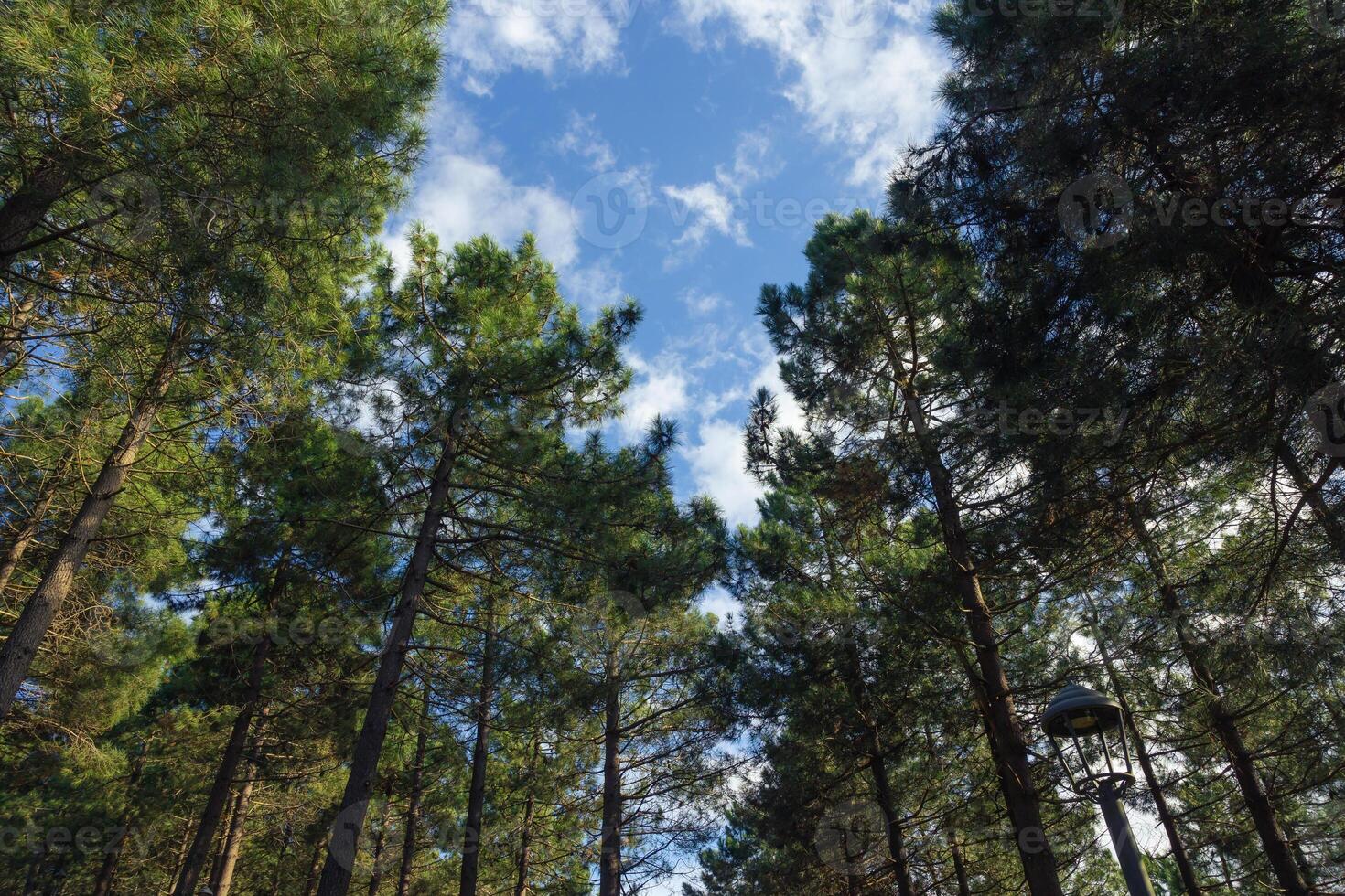 Pine trees in the forest and partly cloudy sky. Carbon neutrality concept photo