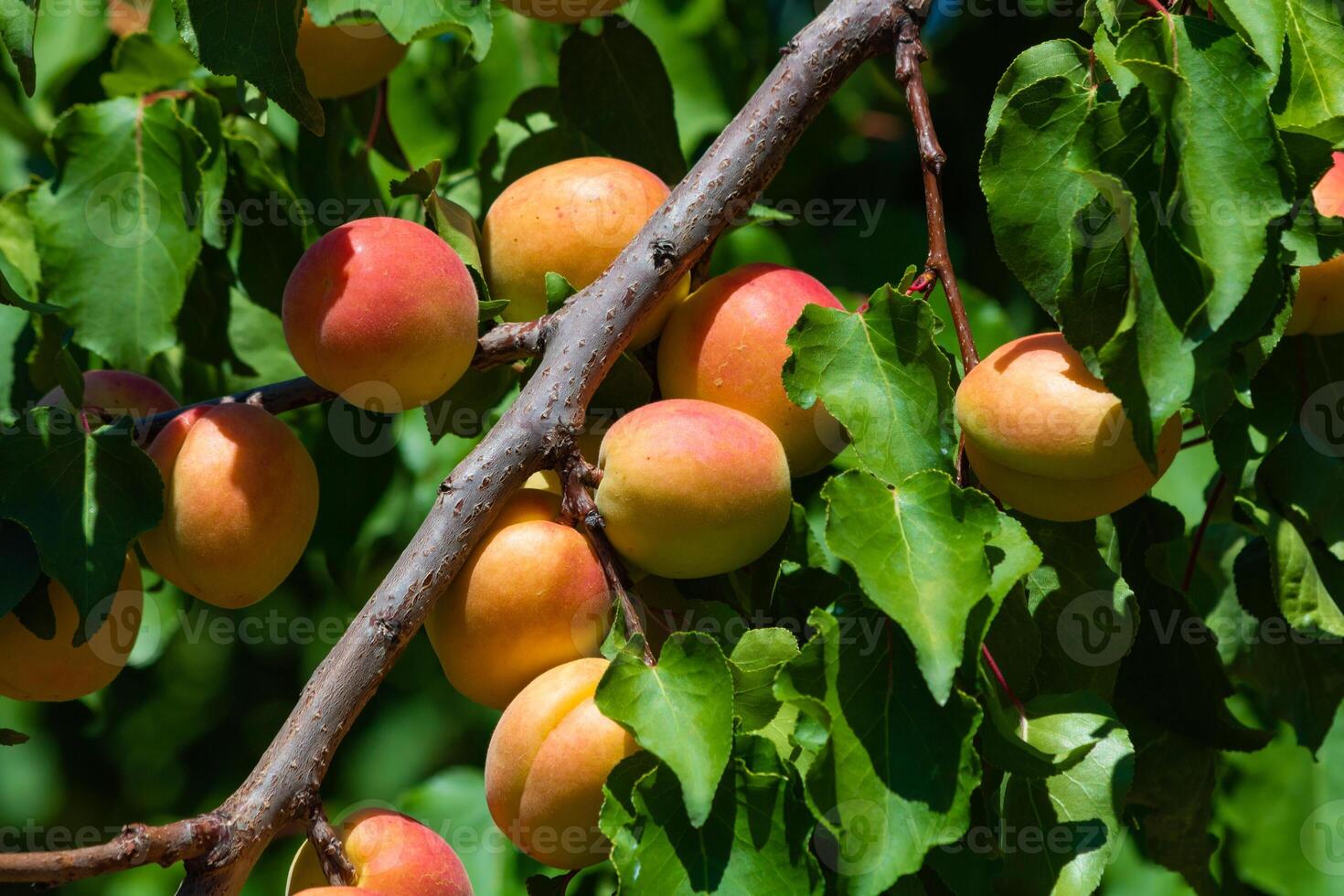 Apricots on the tree. Vegan foods background photo. Healthy fruits photo