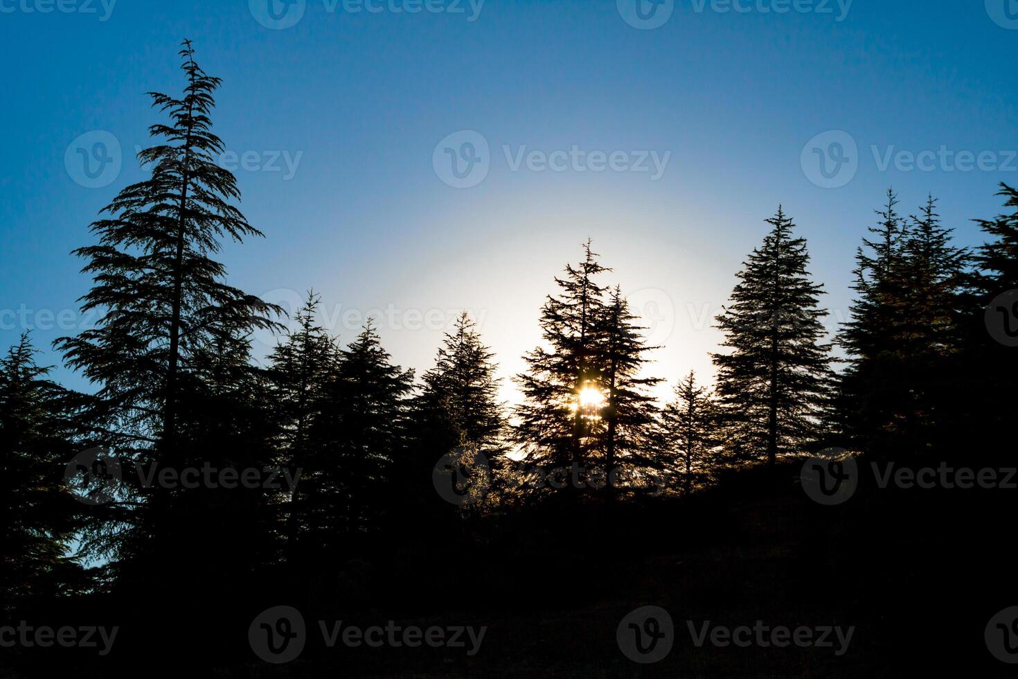 paisaje de el bosque a puesta de sol o amanecer. silueta de pino arboles foto