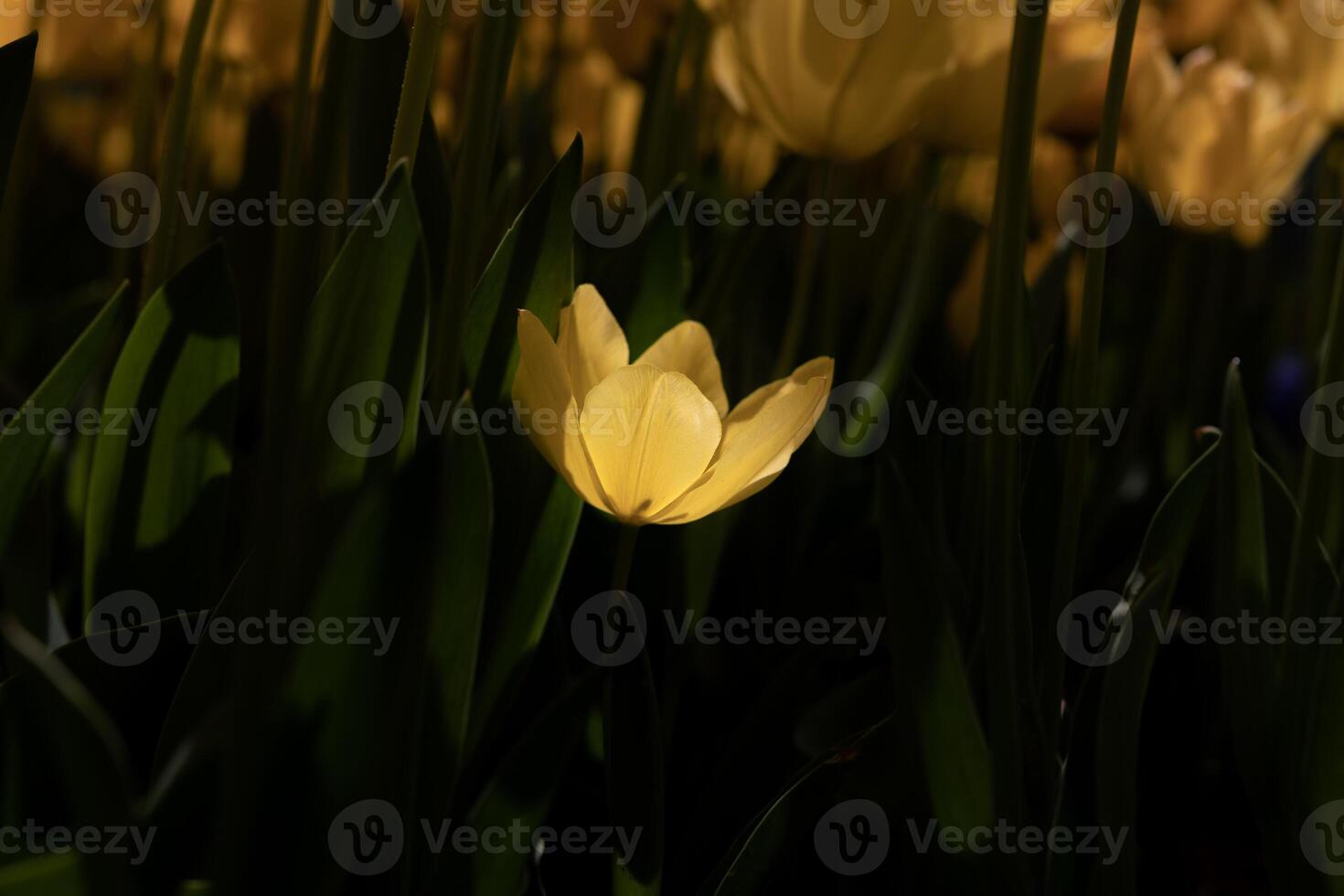 Hopeless love concept photo. A yellow tulip illuminated by sunlight photo