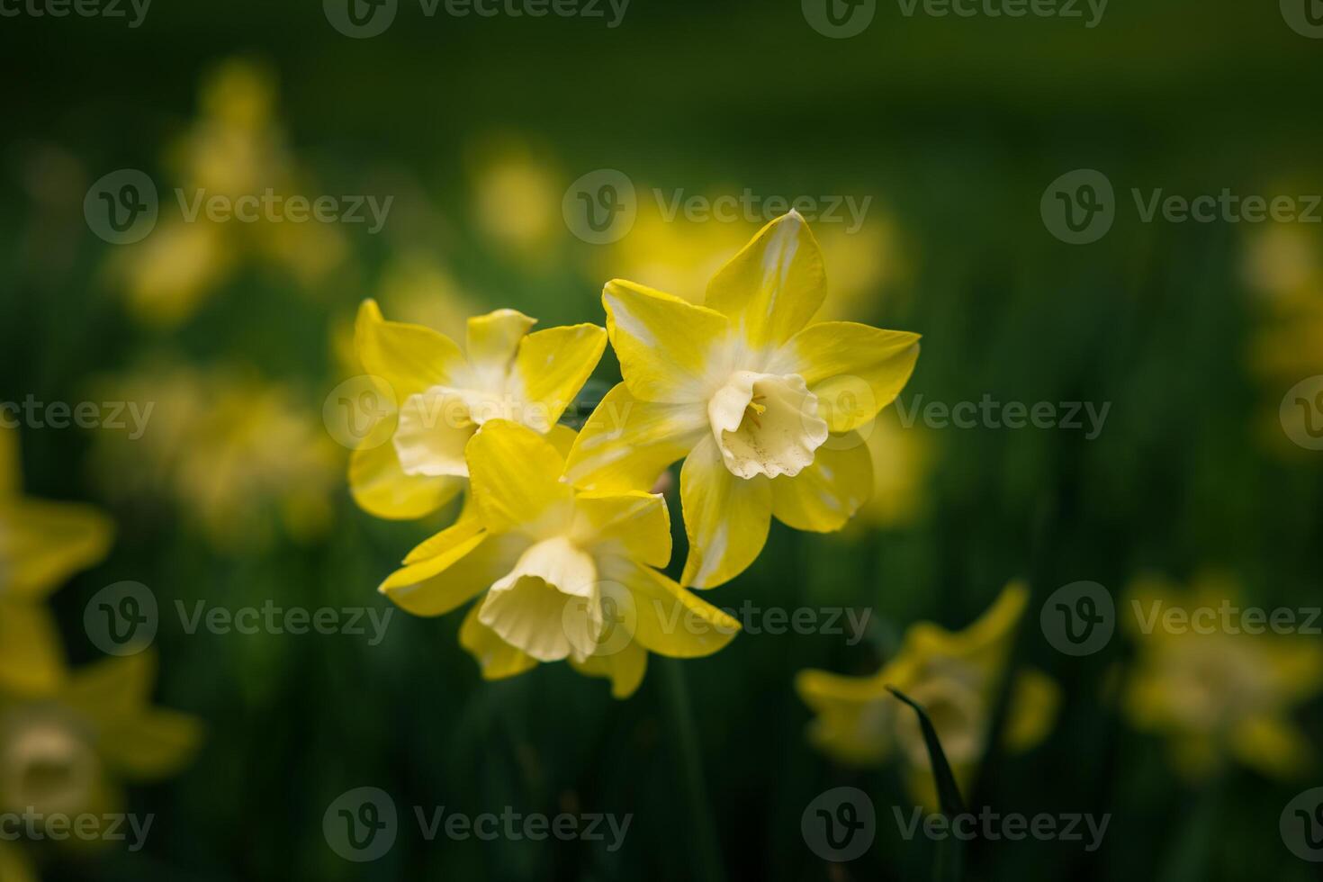 Daffodils in focus. Three daffodils in close up view in the park. Spring blossom photo