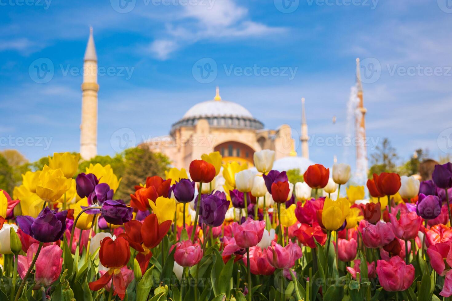 Spring in Istanbul. Tulips and Hagia Sophia or Ayasofya Mosque. photo