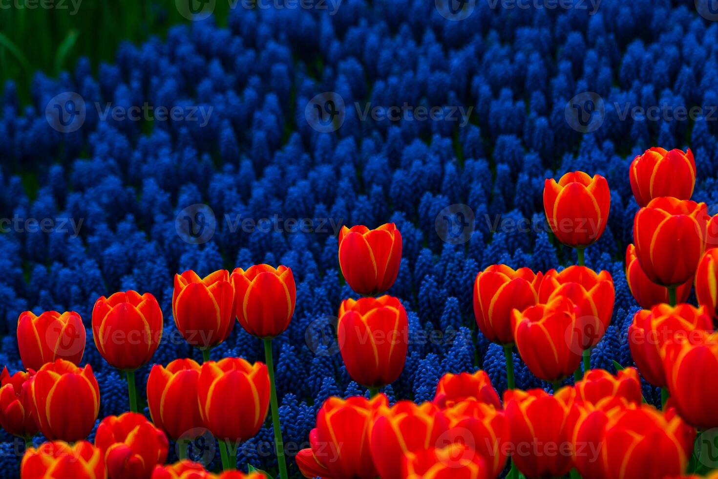 Orange tulips and hyacinths in the spring. Spring bloom concept photo