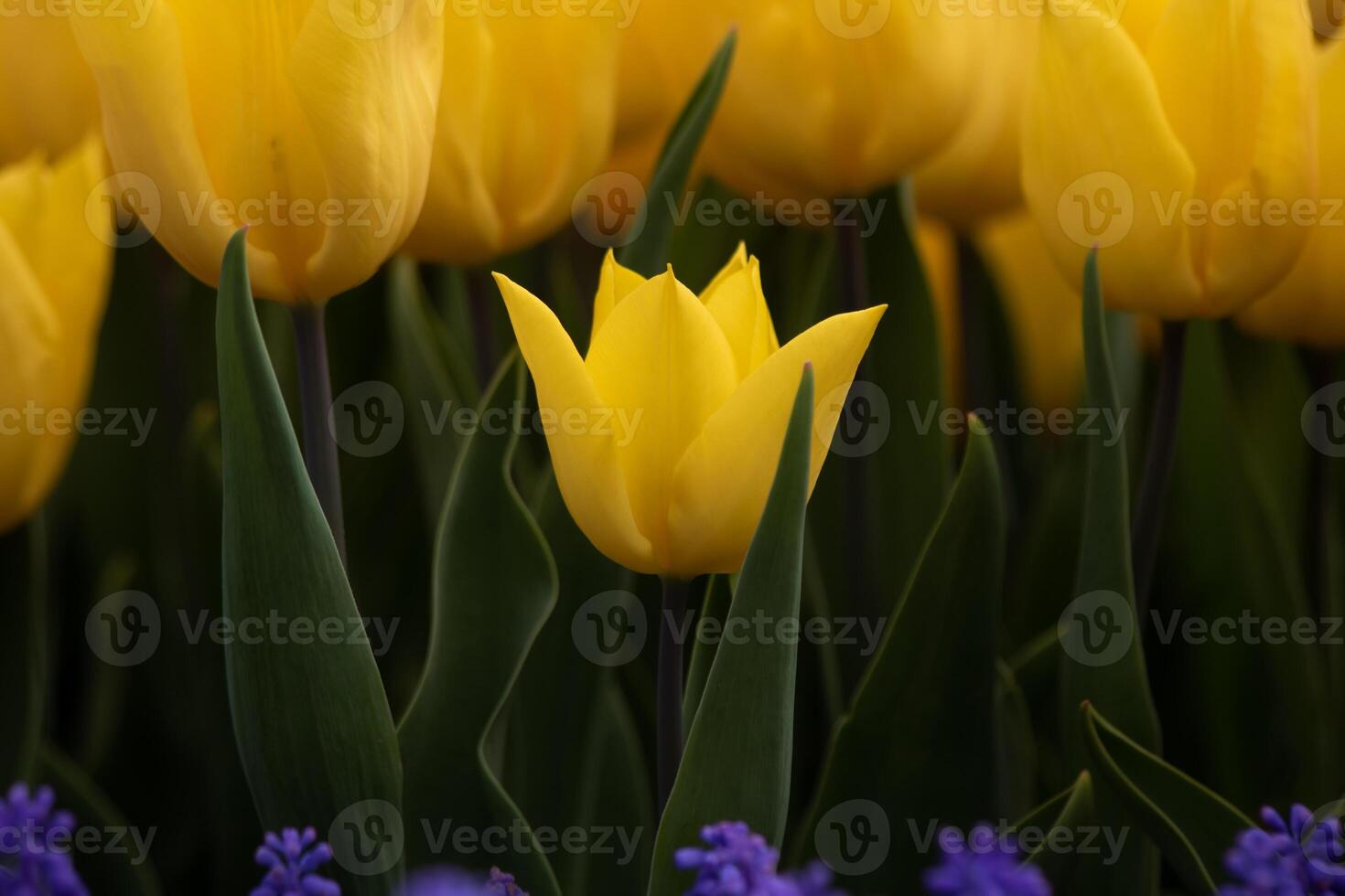 Yellow tulip in focus. Spring flowers background photo