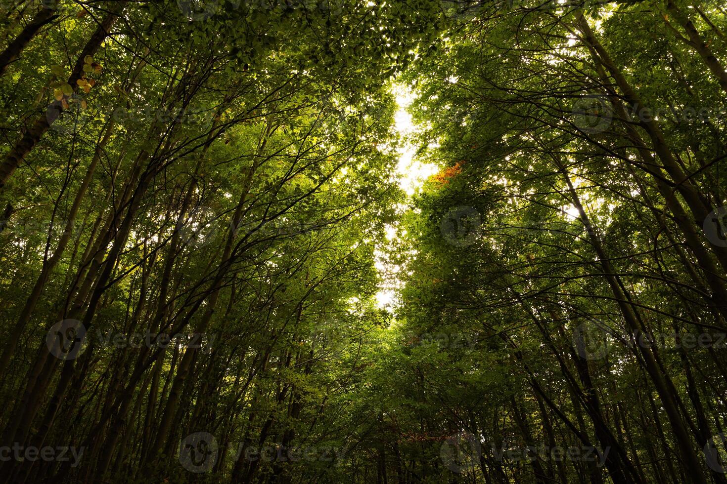 Moody lush forest view. Carbon neutrality concept background photo