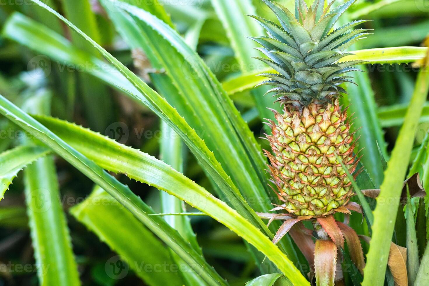The pineapple on the clump has pink eyes. Pineapple trees grow tropical fruit in the pineapple plantation gardens. photo