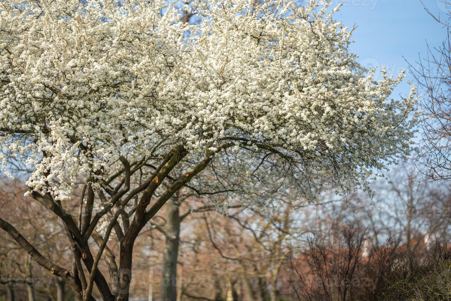 Blossoming apple tree branches on bright sunny day in spring park in Prague in early morning sunrise photo