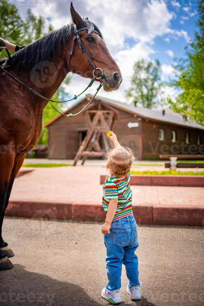 Little girl watching and feeding horse with a flower on farm at bright sunny day photo