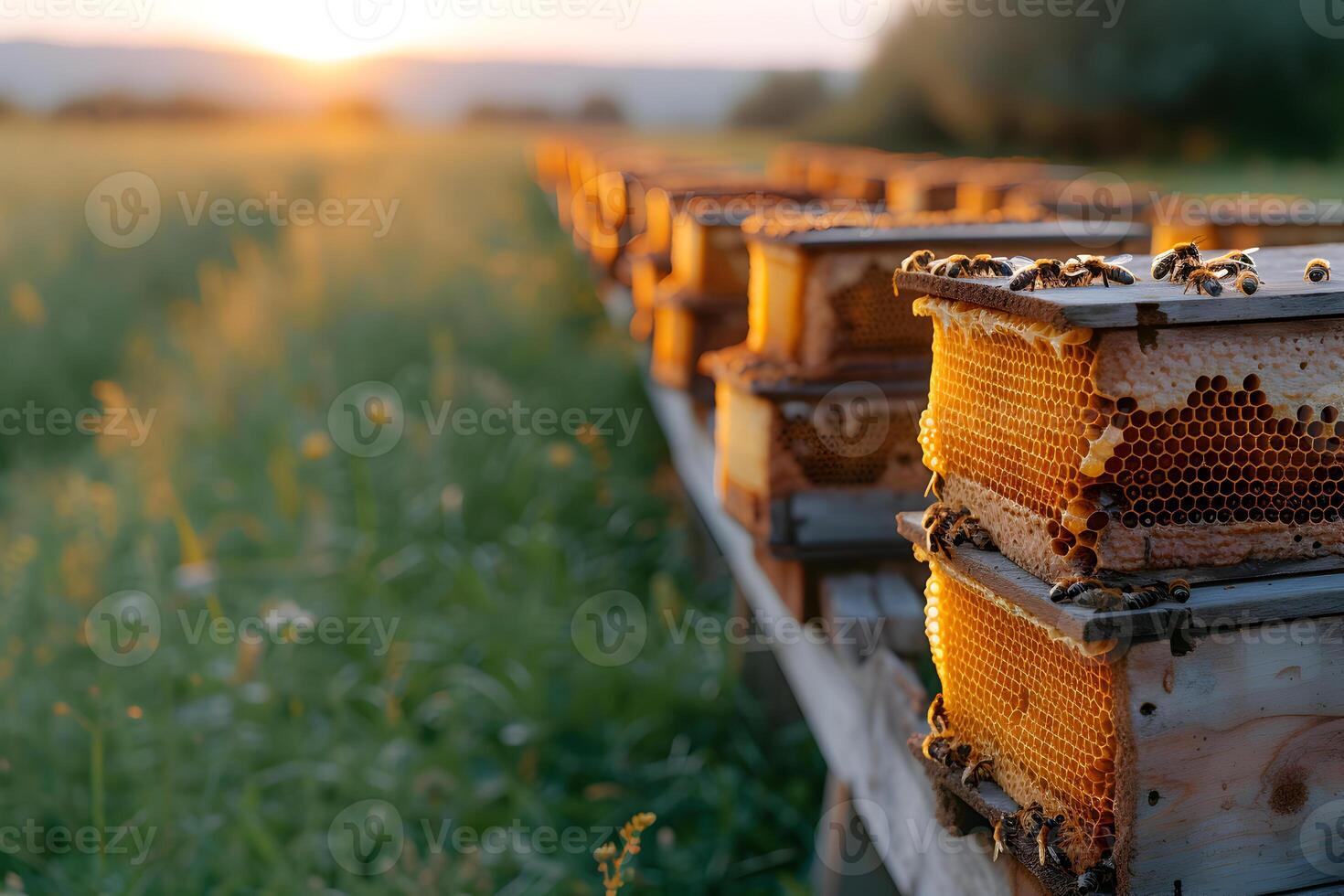 AI generated Honey bees working with honeycomb on the beehive. Close-up banner, spring and summer background. Beekeeping, wildlife and ecology concept with copy space. photo