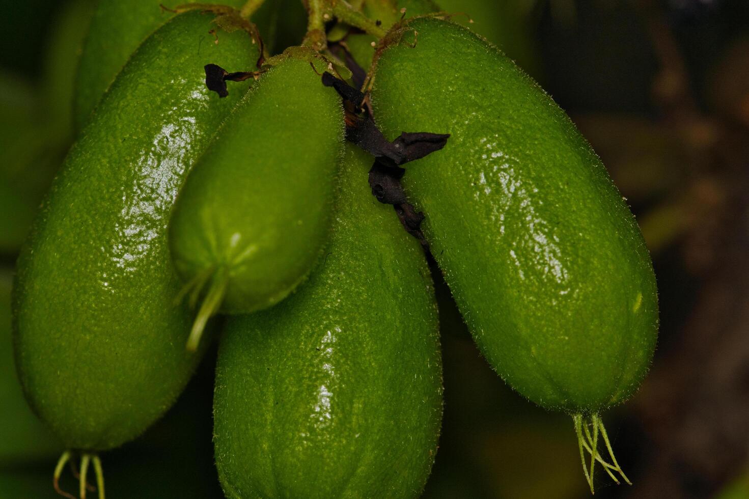 Averrhoa bilimbi fruit photo