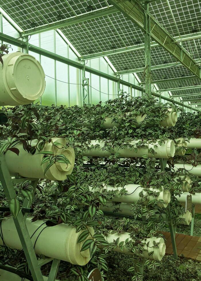 Vertical Garden in the Greenhouse photo