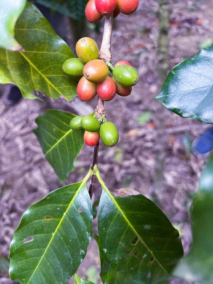 Raw Coffee Cherries on the Branch photo