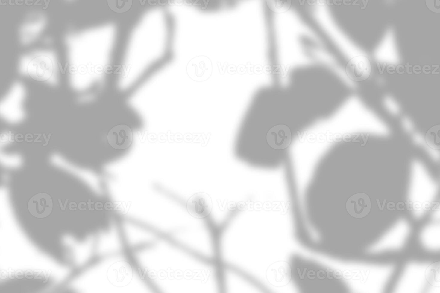 Gray leaves shadow and light blur abstract background on white wall, shadow overlay effect photo