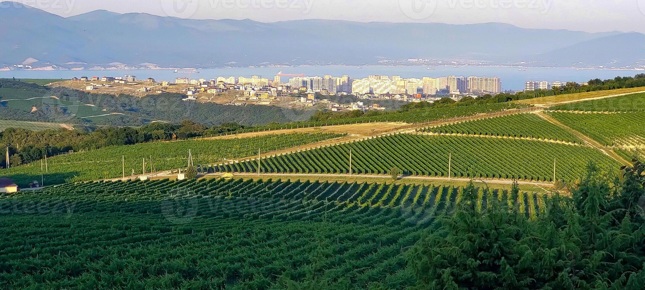 City Landscape Mountains and Grape fields photo