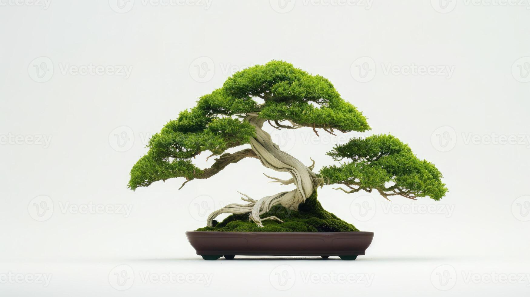 AI generated Beautiful expensive bonsai tree on white background, photo