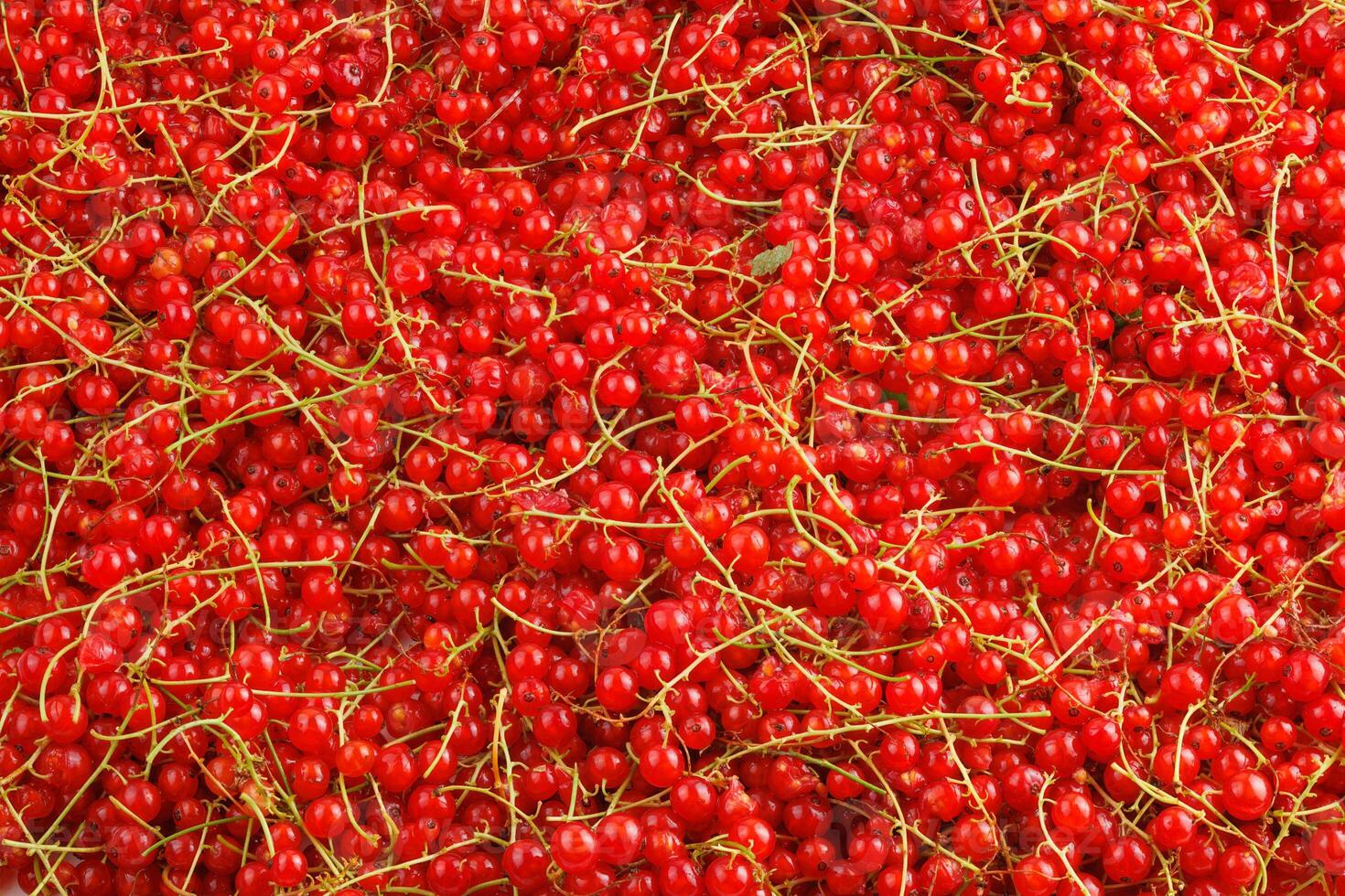 full-frame background and texture of red currants pile in high angle view photo