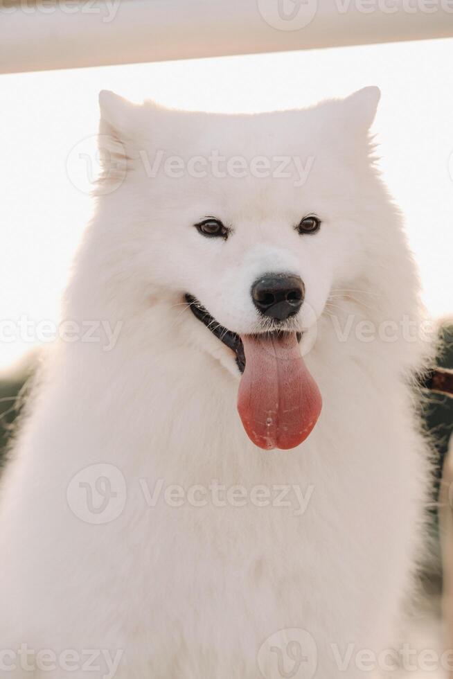 un grande blanco Samoyedo perro es sentado en el muelle cerca el yate foto